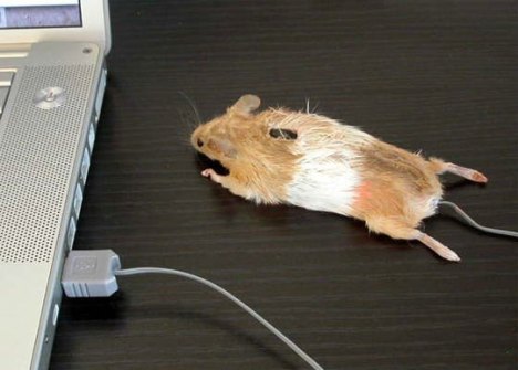 Mighty_dead_mouse01